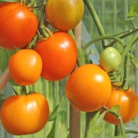 Zloty_Ozarowski_Tomaten_Samen_1.jpg Zloty_Ozarowski_Tomaten_Samen_1.jpg