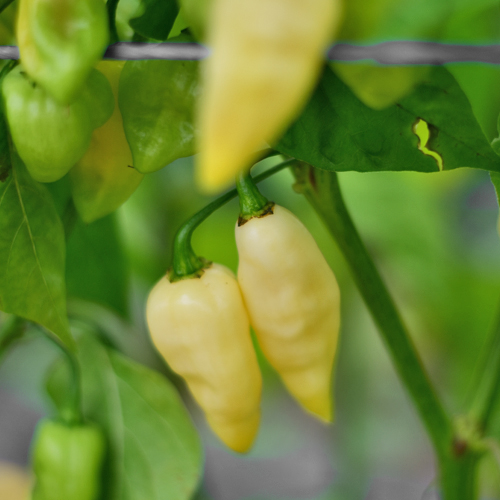 Bio Fatalii White Chili Samen 1000 Stück online kaufen bei chili-shop24.de