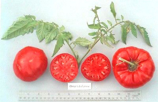 ‼️NEU OMAR LEBANESE Tomatensamen Fleischtomate 10 Samen Geschenk ab 3 Sorten 