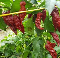 Bio Bhut Jolokia Caramel Chili Samen Bio Bhut Jolokia Caramel Chili Samen