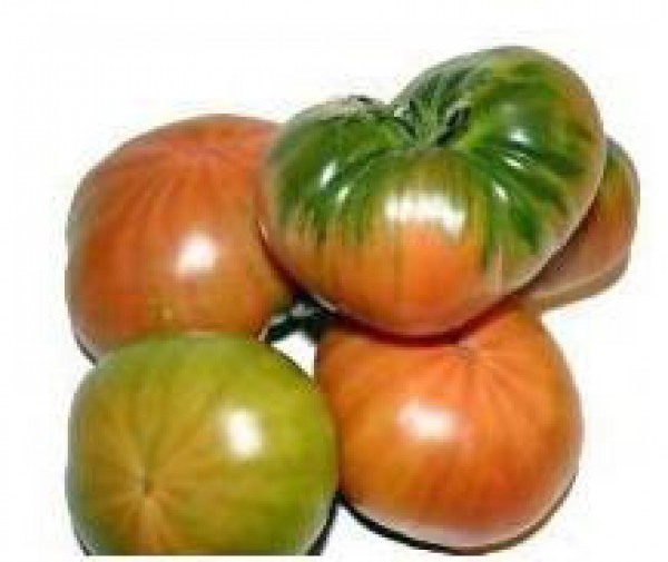 Muchamiel Tomaten Samen