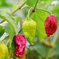 Bio_Trinidad_Scorpion_Moruga_Black_Chili_Samen_01.jpg Bio_Trinidad_Scorpion_Moruga_Black_Chili_Samen_01.jpg