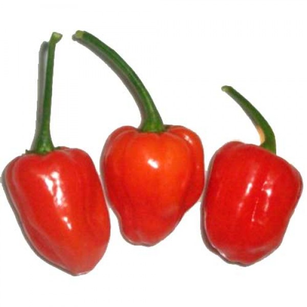 Habanero Vietnam Chili Samen