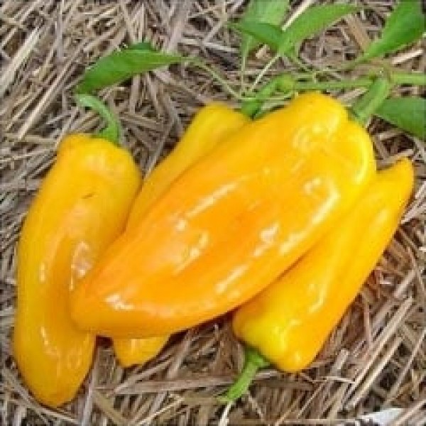 Marconi Golden Chili Samen B-Ware