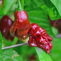Bio 7 Pot Douglah braun Chili Samen Bio 7 Pot Douglah braun Chili Samen