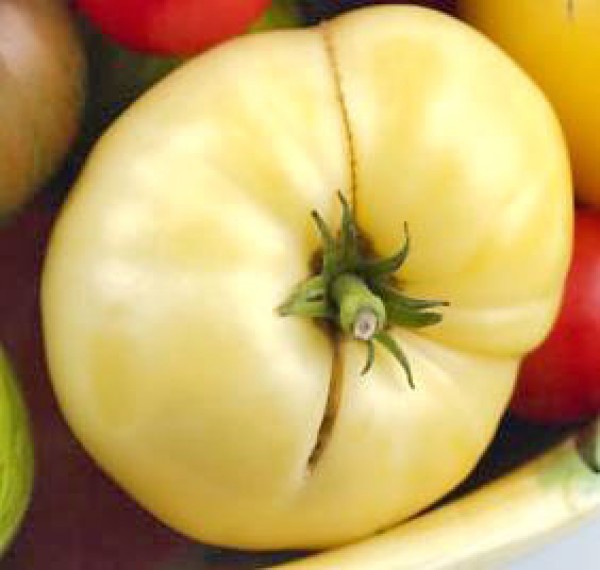 White Wonder Tomaten Samen