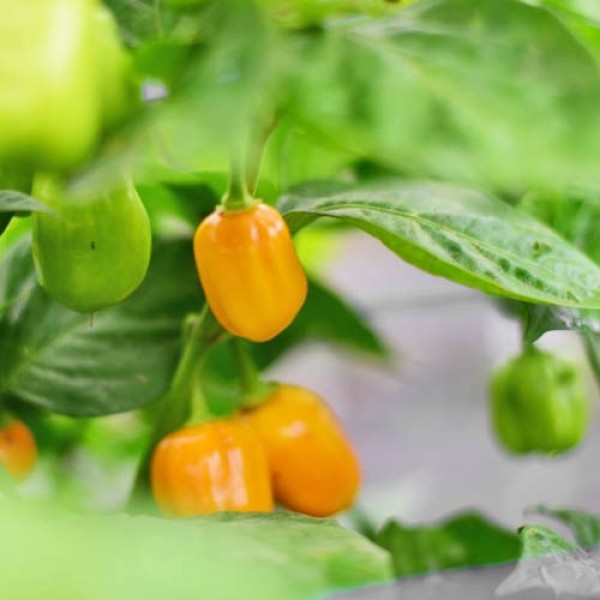 Bio Aji Dulce Amarillo Chili Samen 1000 Stk.
