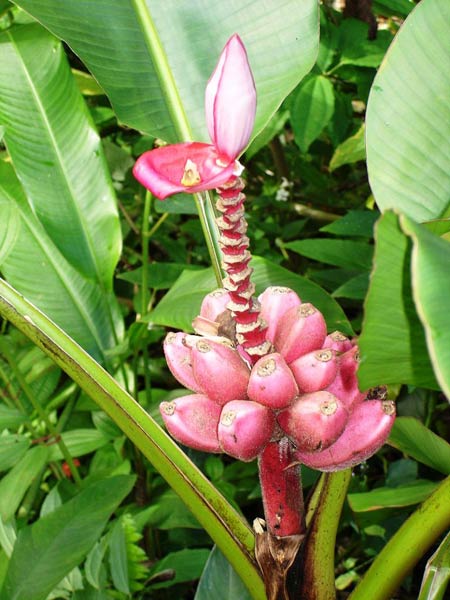 wächst schnell schmeckt gut die Original Rosa Zwerg-Banane 