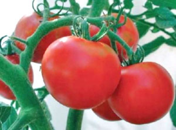 Rutgers Tomaten Samen