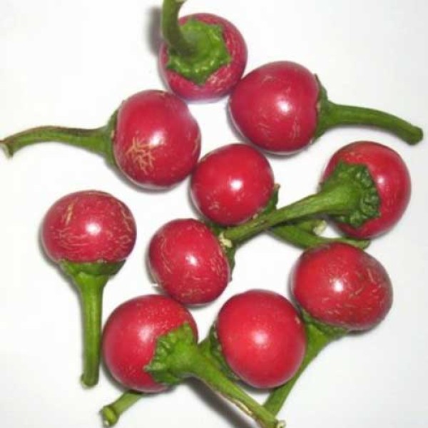 Bio Hot Cherrybomb Chili Samen