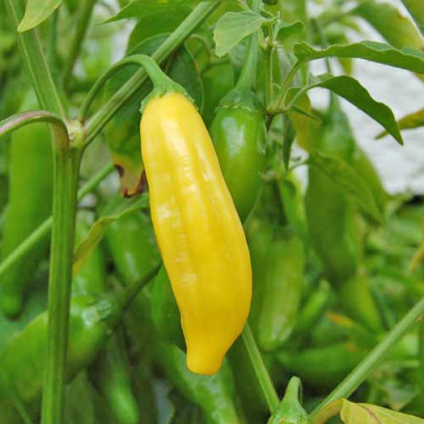 Bio Lemon Drop Chili Samen 1000 Stk.