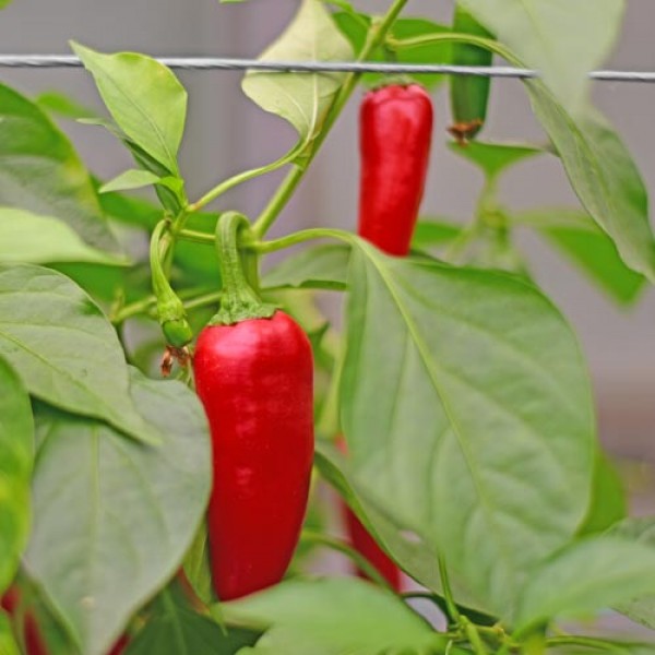 Bio Jalapeno Early Chili Samen 1000 Stk.