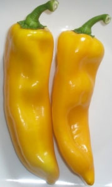 Nocera Giallo Chili Samen