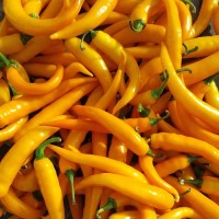 Spanischer_Pfeffer_orange_Chili_Samen_1.jpg Spanischer_Pfeffer_orange_Chili_Samen_1.jpg