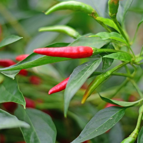 Bio Piri Piri Chili Samen 1000 Stk.