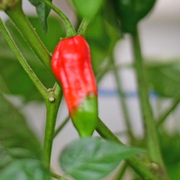 Bio Habanero Caribbean Red Chili Samen
