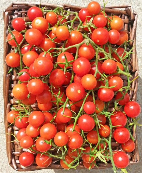 Drops Tomaten Samen