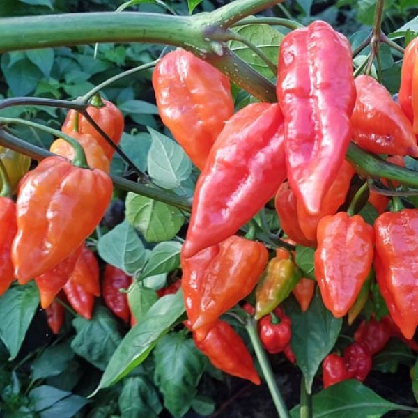 Yaki Blue Fawn Chilisamen bestellen