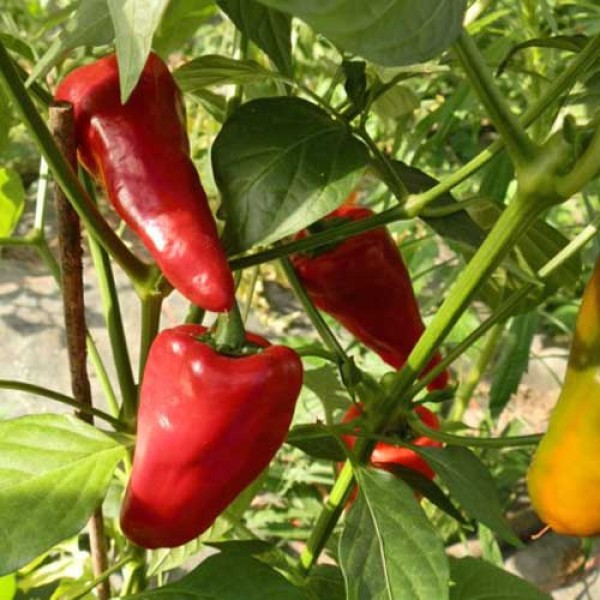 BIO Leutschauer Paprika Chili Samen 1000 Stk.