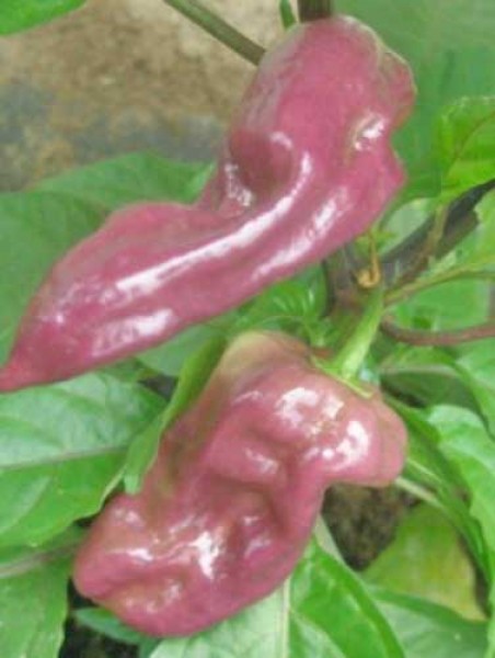 Bhut Jolokia Purple Chili Samen