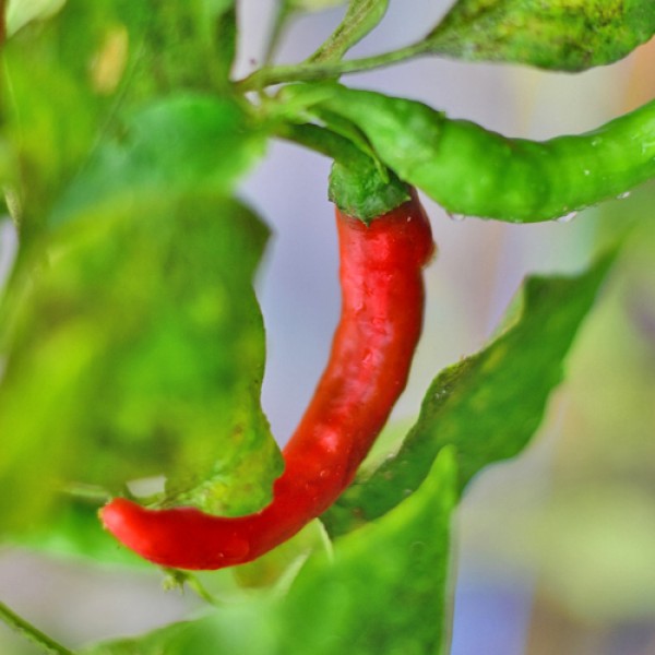 Chiang Rai Chili Samen