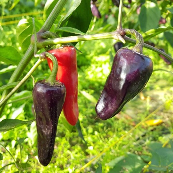 Serrano Purple Chili Samen