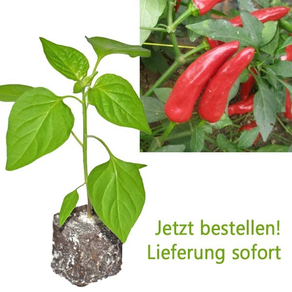 BIO Facing Heaven Red Chili-Pflanze