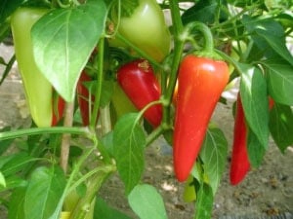 Caldero Chili Samen B-Ware