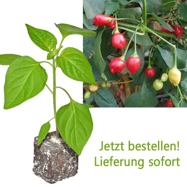 BIO Earbob Chili-Pflanze
