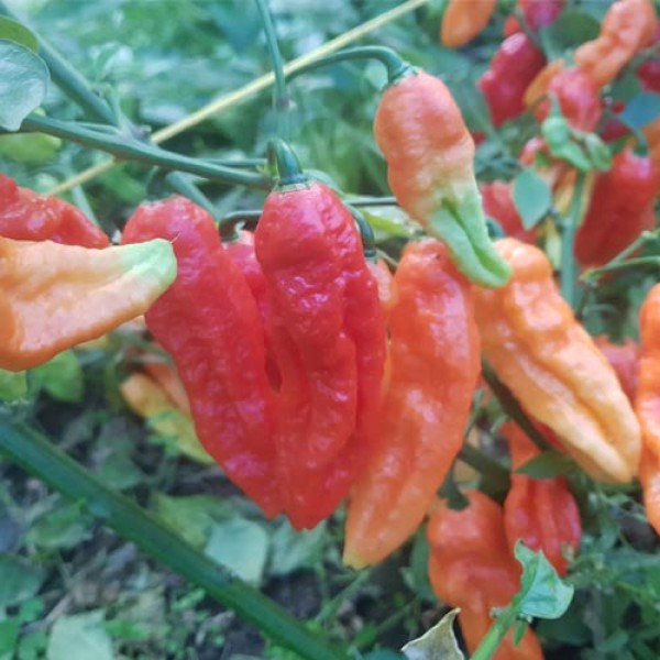 Naga Dorset Red Chili Samen