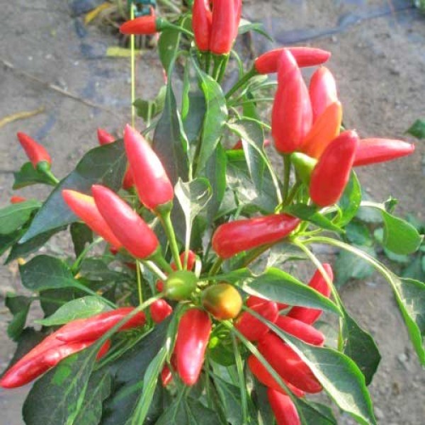 Peperoncini a Mazzi Chili Samen B-Ware