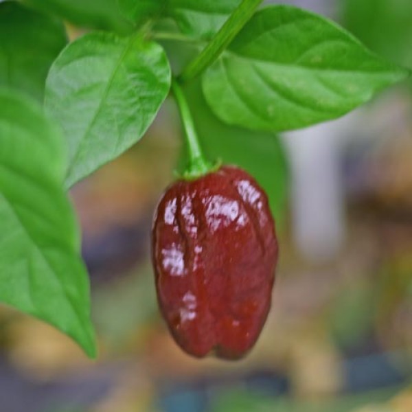Bio Jamaican Hot Chocolate Chili Samen