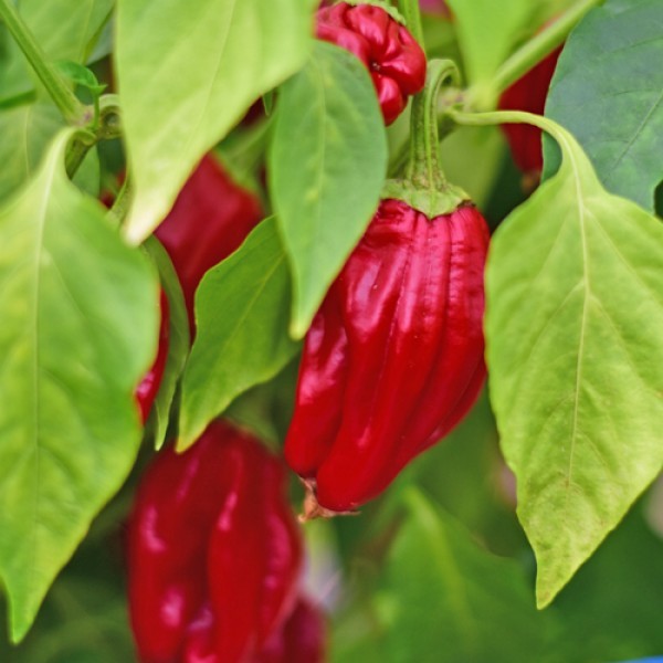 BIO Urfa Biber Chili Samen 1000 Stk.