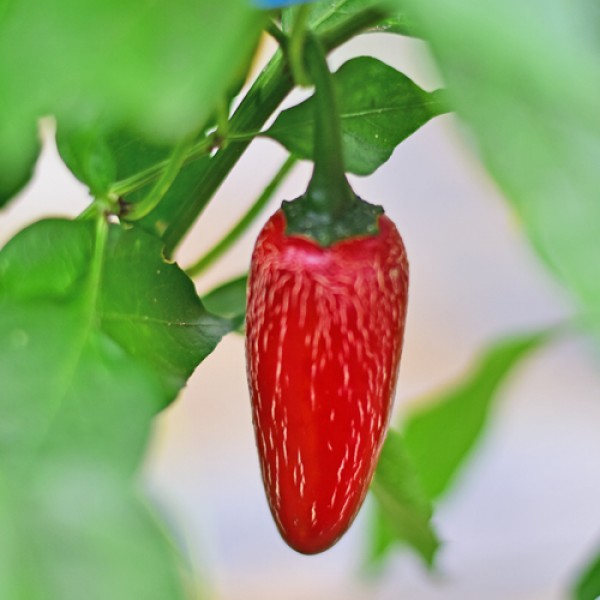 Jalapeno_Chichimeca_Chili_Samen_01.jpg