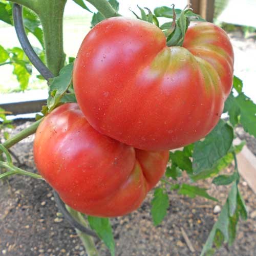 Pfund-Tomaten Samen
