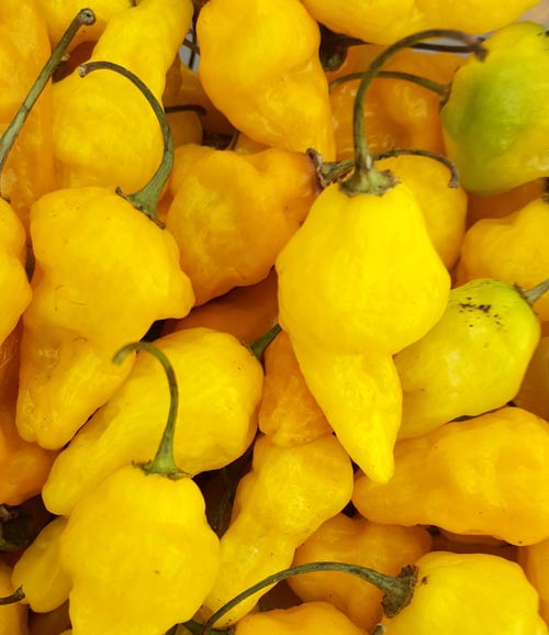 10+10 Samen Bio Aji Limo Peru Habanero selten Zitronen scharf massenträger 
