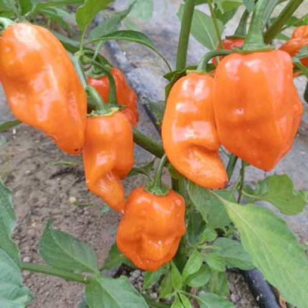 Habanero_Manzano_Chili_Samen_1.jpg