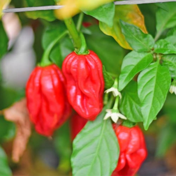 BIO Habanero Guadalupe red Chili Samen 1000 Stk.