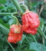 Bubble_Gum_Chili_Samen_1.jpg Bubble_Gum_Chili_Samen_1.jpg