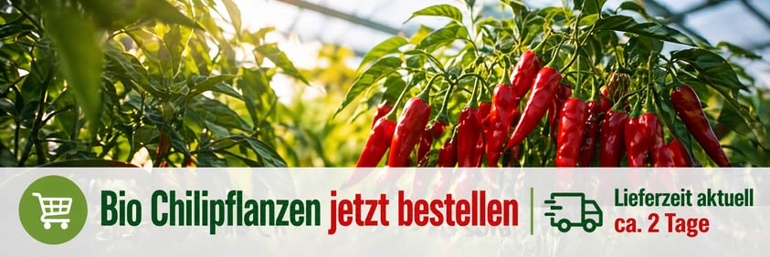 Chili-Pflanzen