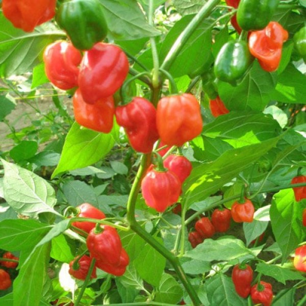 Moskon Pepper Chili Samen B-Ware