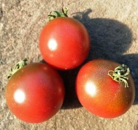 Rosella_Tomaten_Samen_1.jpg Rosella_Tomaten_Samen_1.jpg