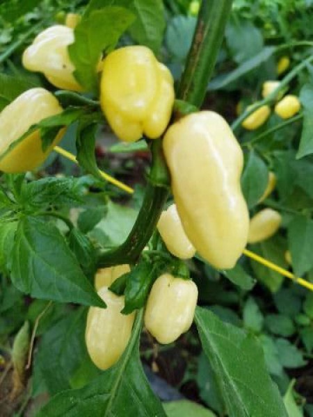 Habanero Ivory Samen