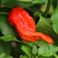 BIO_Bhut_Jolokia_Assam_Chili_Samen_01.jpg BIO_Bhut_Jolokia_Assam_Chili_Samen_01.jpg