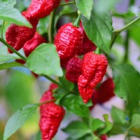 Bio Bhut Jolokia Red Chili Samen Bio Bhut Jolokia Red Chili Samen