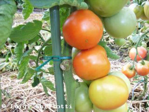 Moneymaker Tomaten Samen