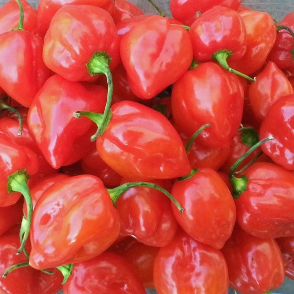 Habanero Red Chili Samen B-Ware