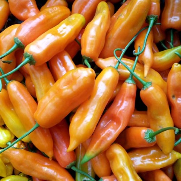 Aji Amarillo Chili Samen