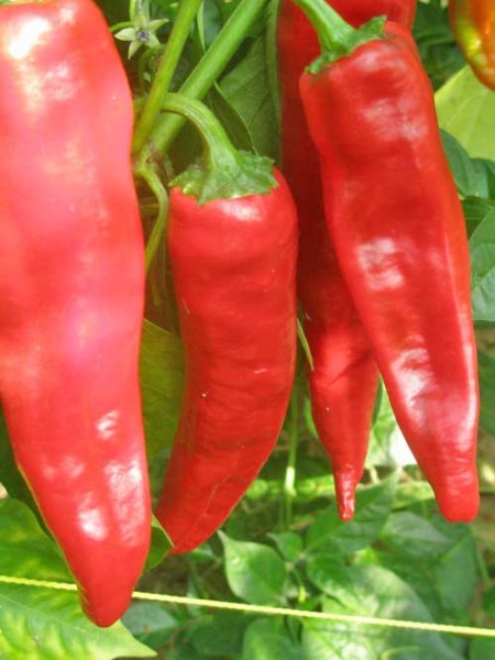 Georgia Flame Chili Samen