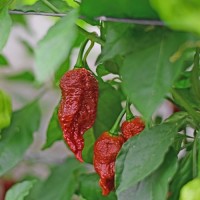 Vorschau: Bio_Carolina_Reaper_Brown_Chili_Samen_02.jpg Vorschau: Bio_Carolina_Reaper_Brown_Chili_Samen_02.jpg
